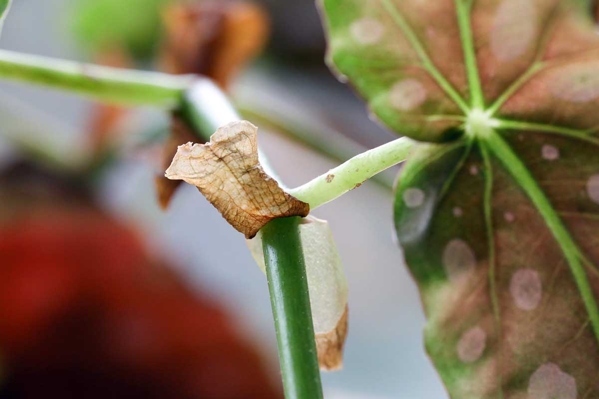 A close up horizontal image of the stipules on a cane-like plant.
