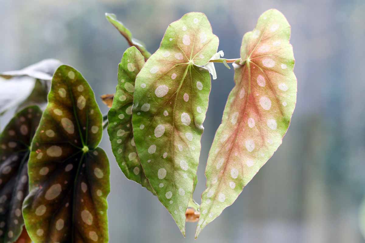 A horizontal image of wing-shaped leaves with variegated coloring and white spots pictured on a soft focus background.