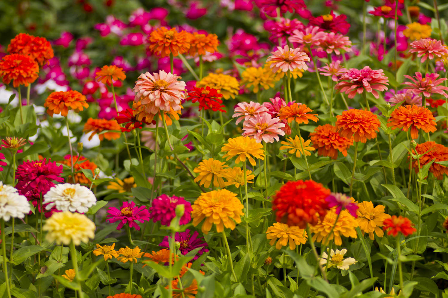 15 Easy, Fast-Growing Flower Seeds for Impatient Gardeners and Novice Planters